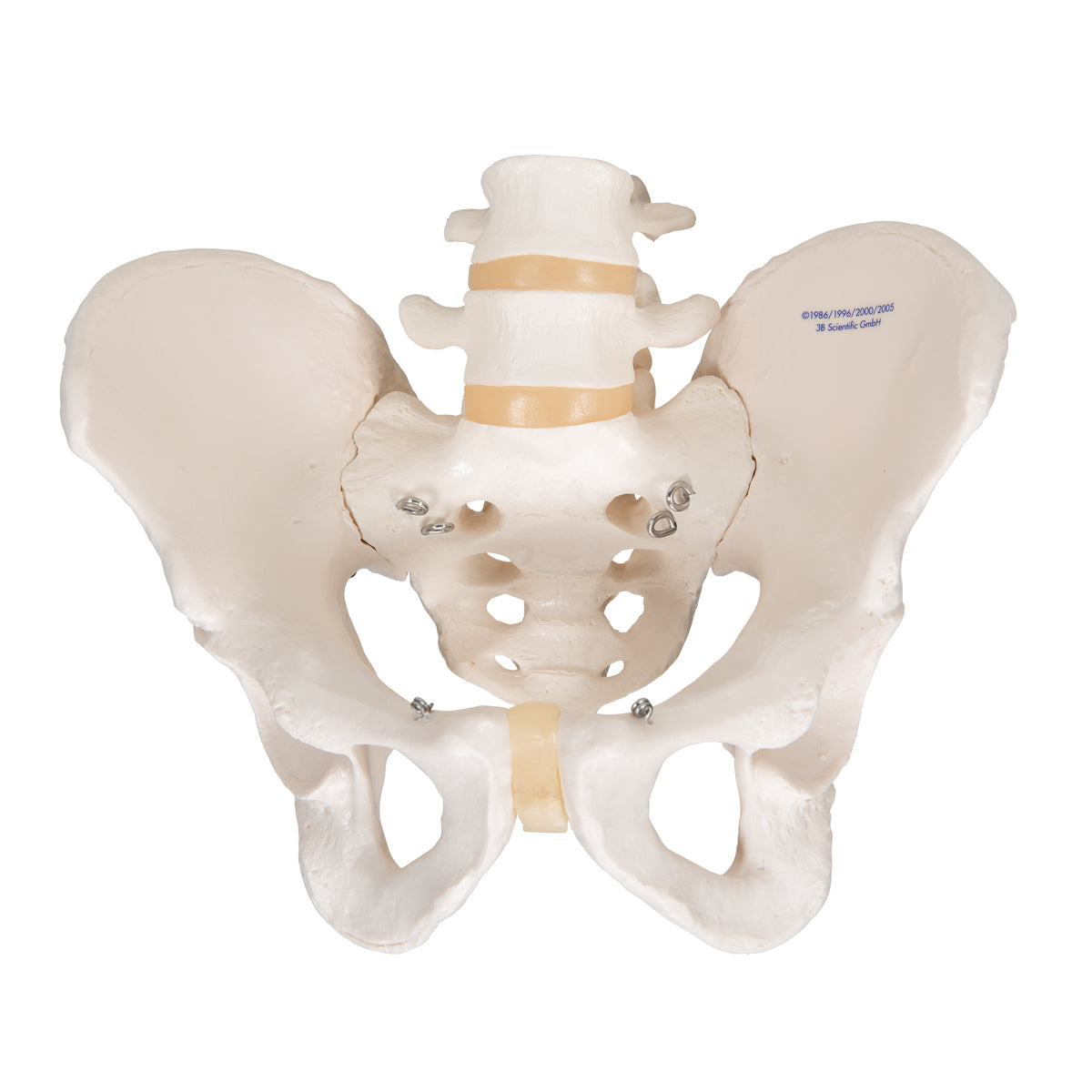 Pelvic model showing bones and joints in the man's pelvis