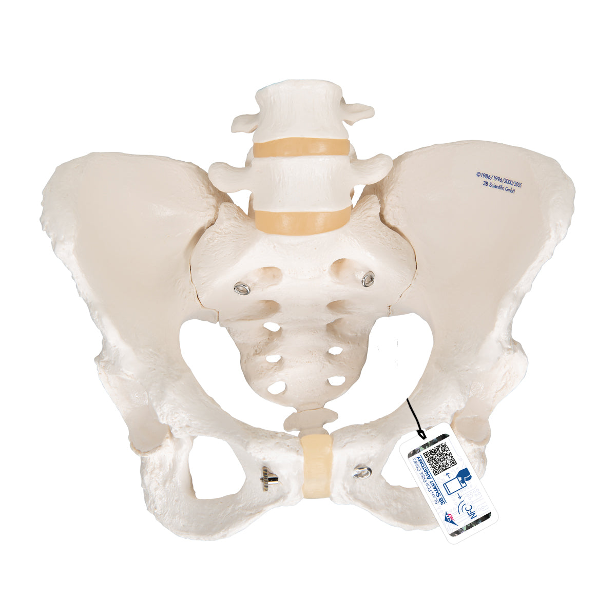 Set of 2 models showing the male and female joints and bones in the pelvis