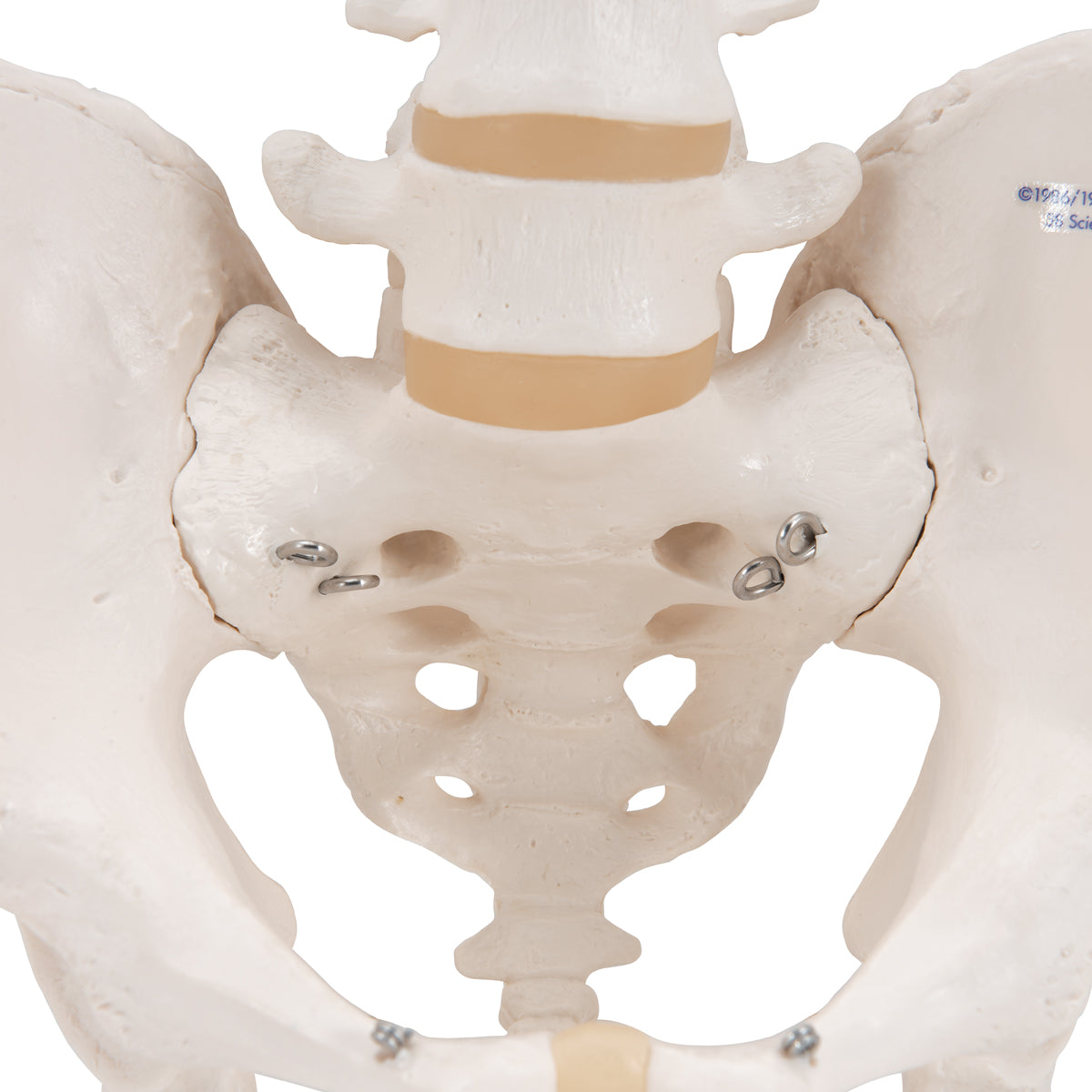 Pelvic model showing bones and joints in the man's pelvis