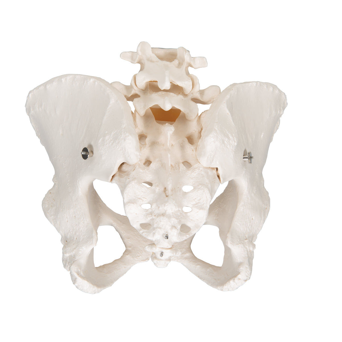 Set of 2 models showing the male and female joints and bones in the pelvis