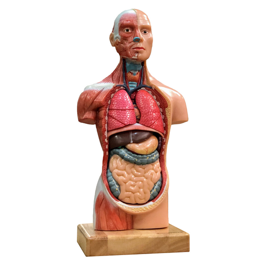 Stunning mini torso with 14 removable parts, muscles and sexless 