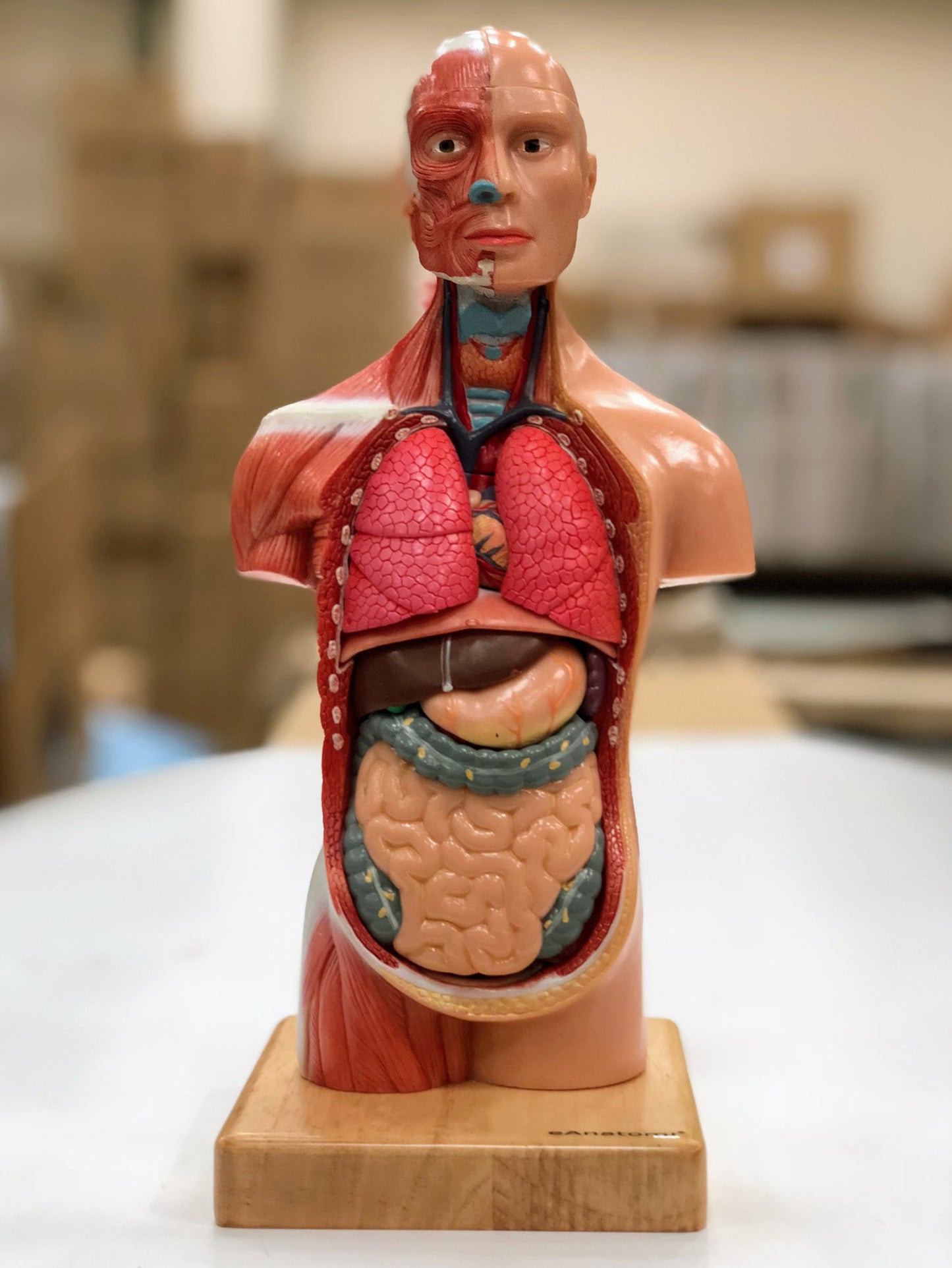 Stunning mini torso with 14 removable parts, muscles and sexless 