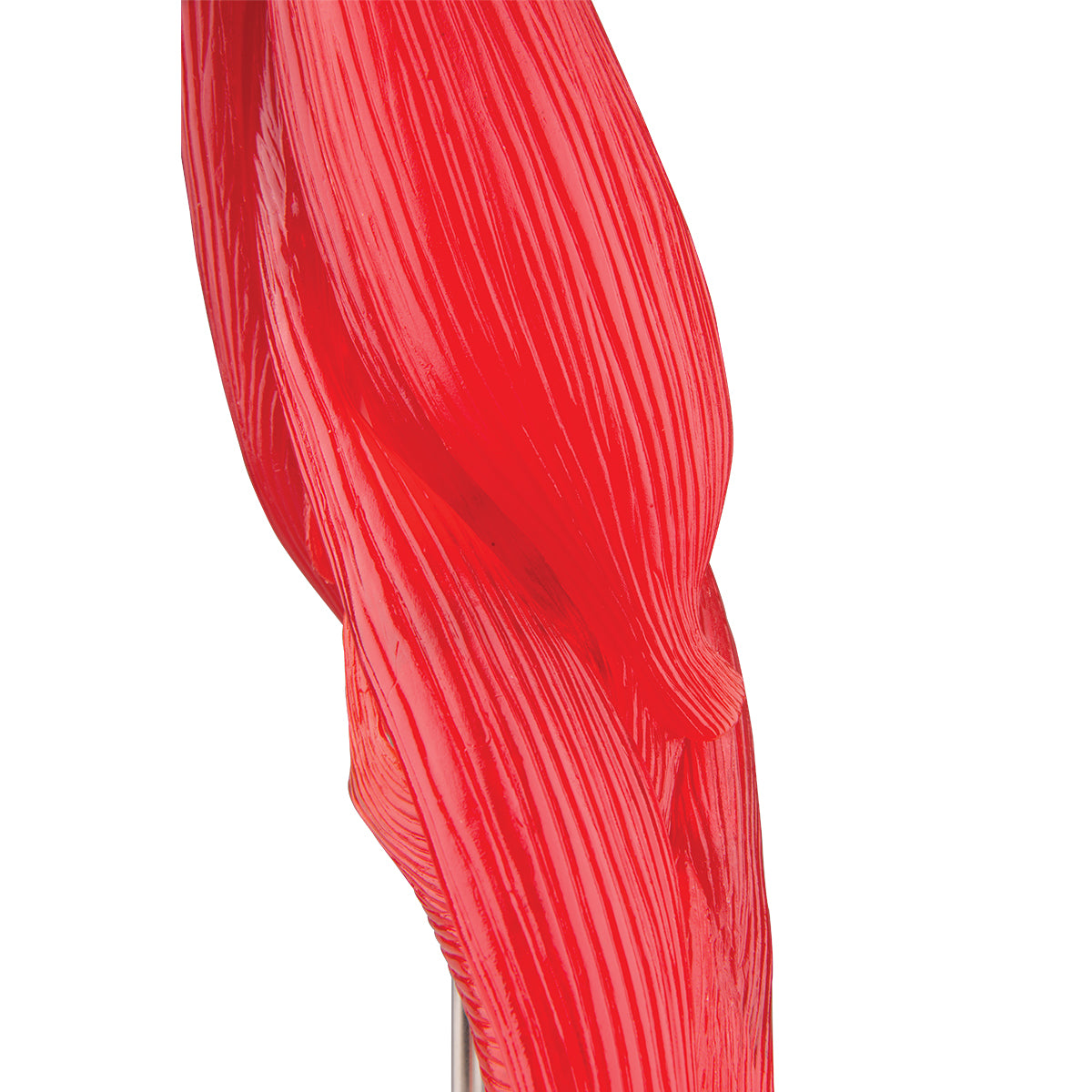 Flexible elbow model with many muscles which can be removed