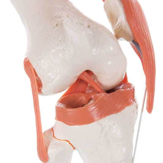 Fleksibel knæmodel med ledbånd uden farvede ledflader