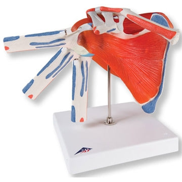 Flexibel axelmodell med muskler och ligament - kan delas upp i 5 delar