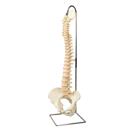 Realistisk och verklighetstrogen modell av ryggraden utan stativ och nerver