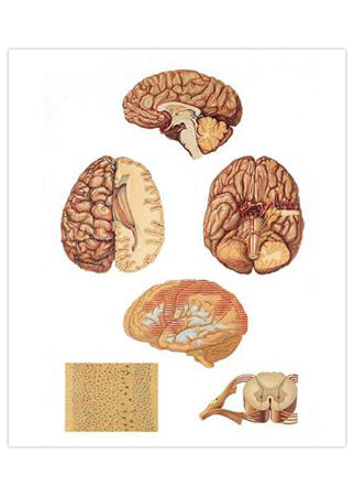 Affisch med illustrationer av hjärnan och ryggmärgen (inkl. träremsor)
