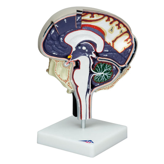 Model der illustrerer cirkulationen af cerebrospinalvæske