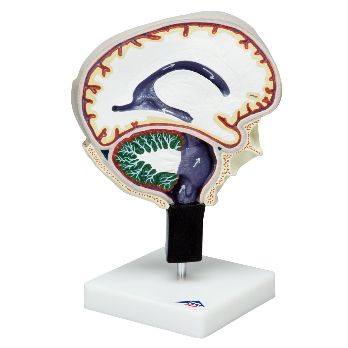 Model der illustrerer cirkulationen af cerebrospinalvæske