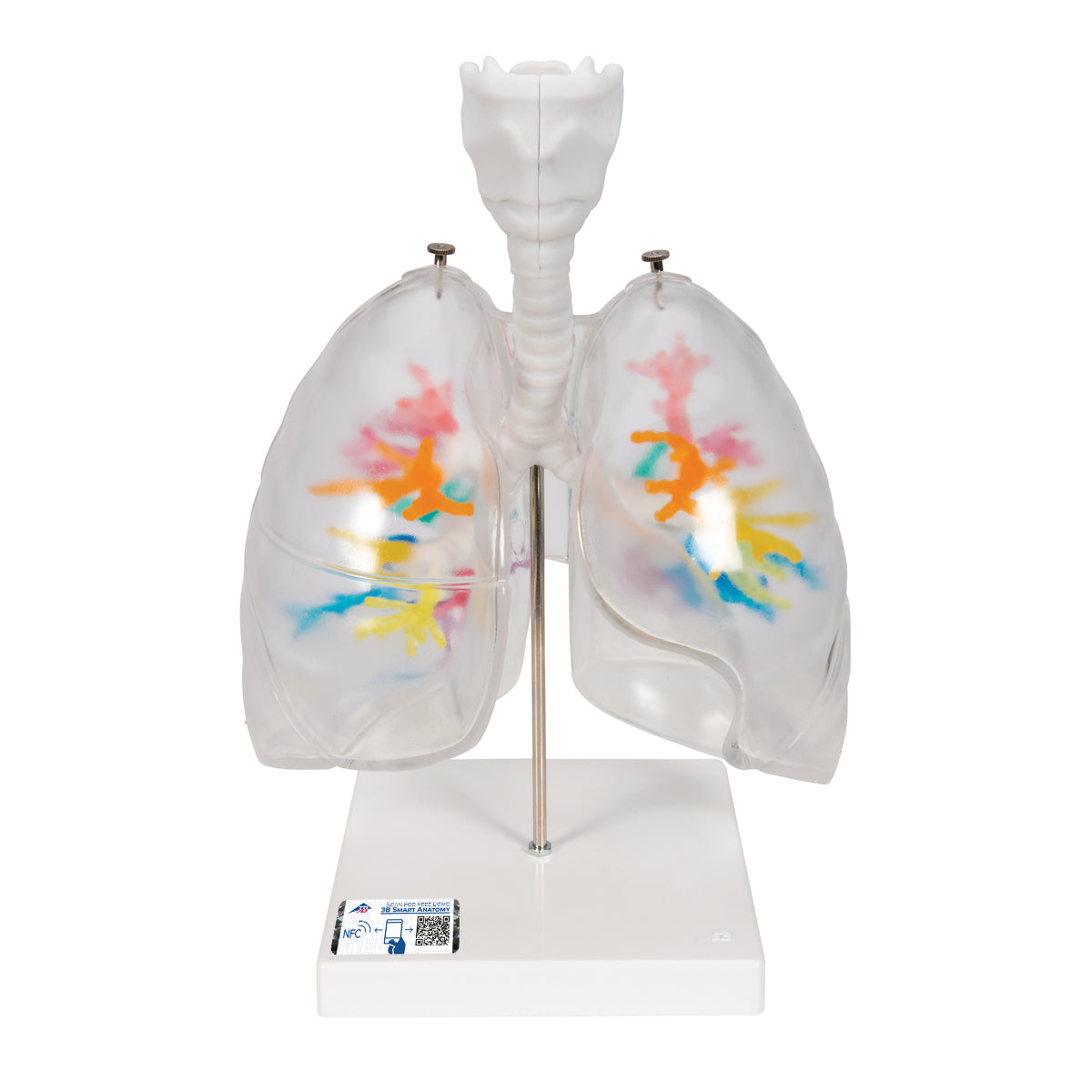 CT bronchi with larynx 3D model via tomographic data with lungs