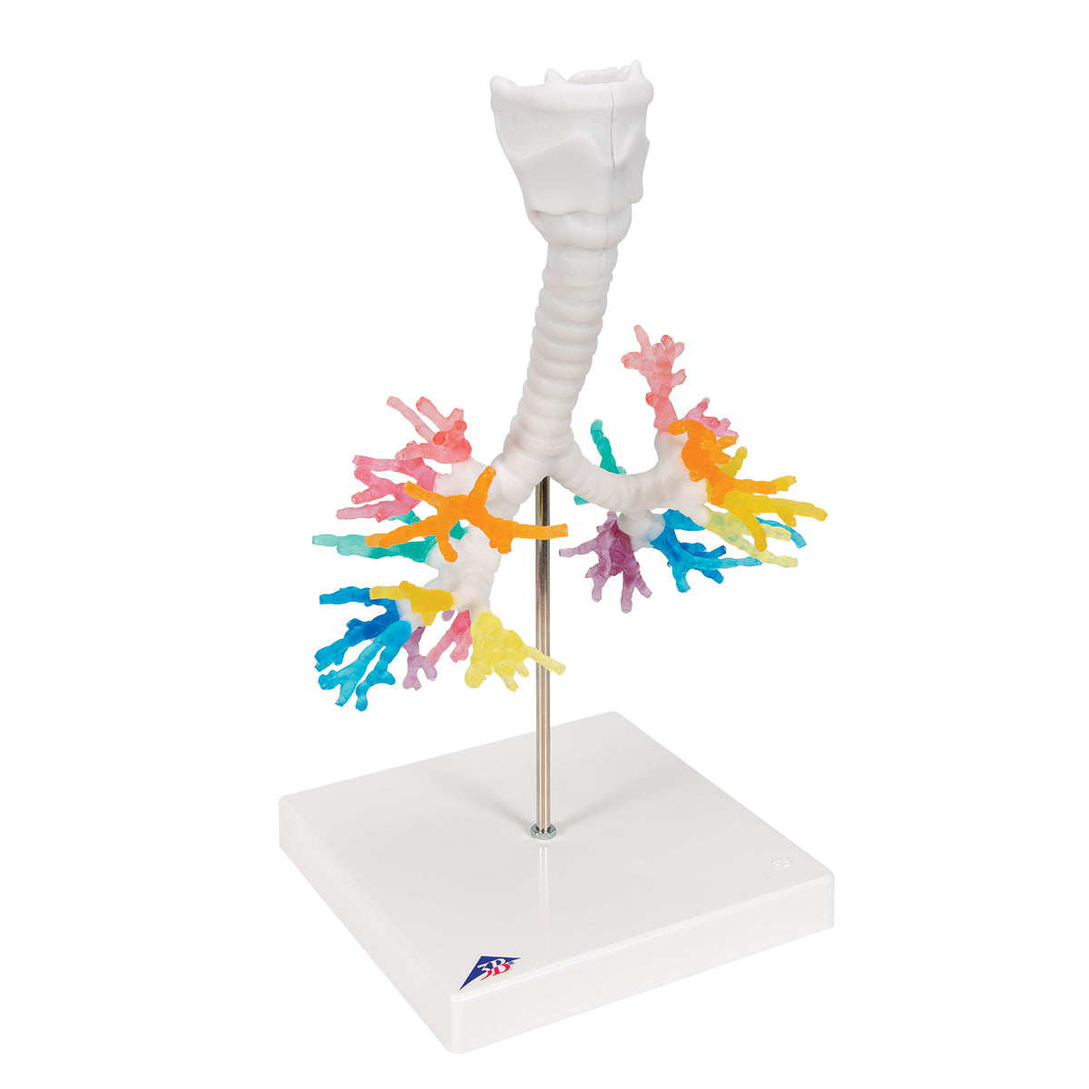 CT bronchi with larynx, 3D model via tomographic data