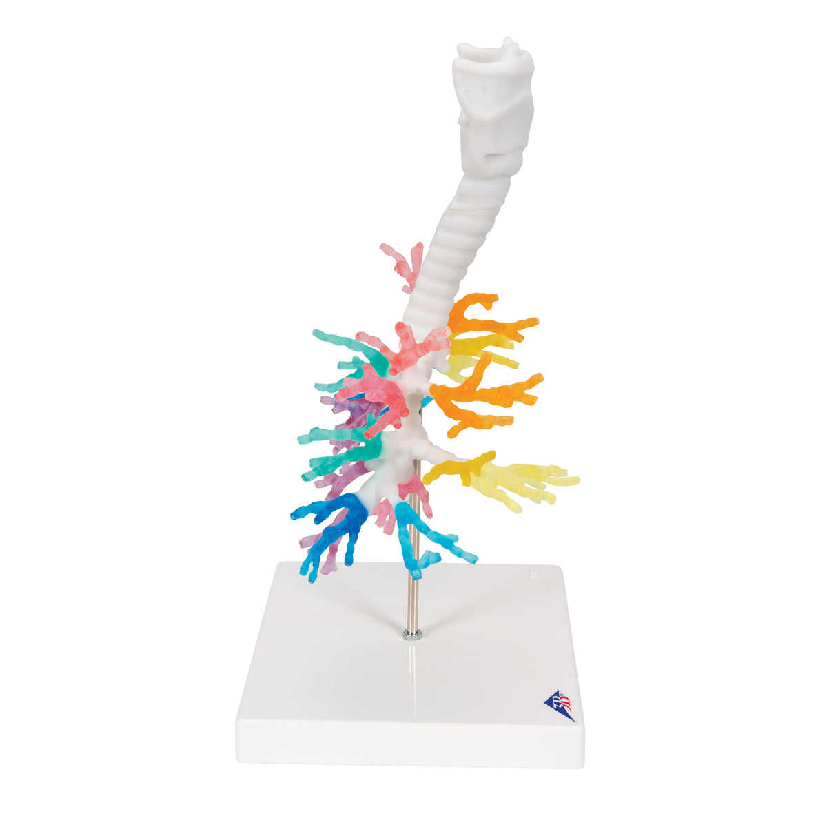 CT bronkier med strube, 3D model via tomografisk data