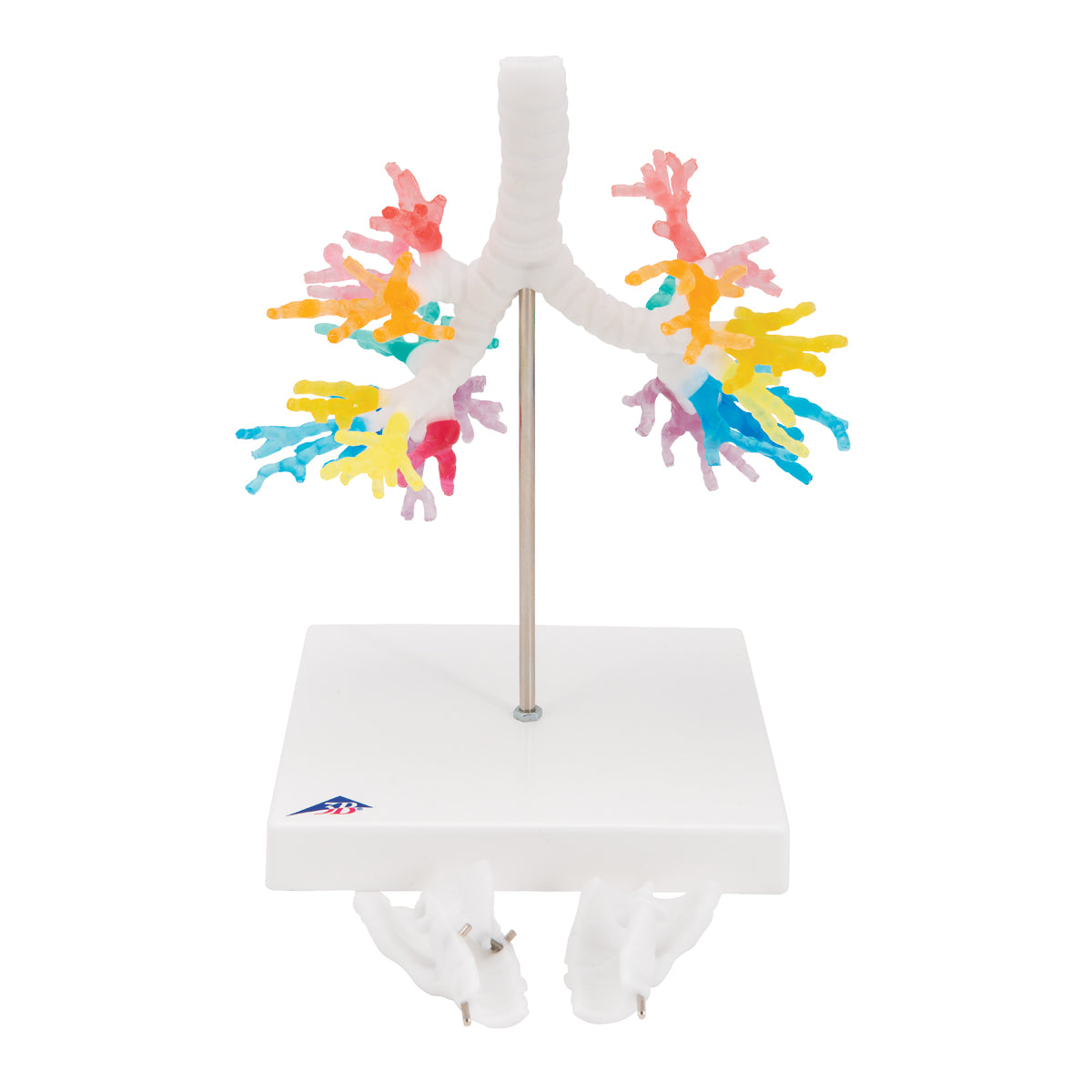 CT bronchi with larynx, 3D model via tomographic data