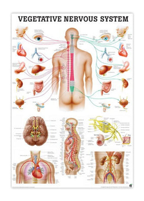 Plakat om det autonome / vegetative nervesystem 70x100 cm