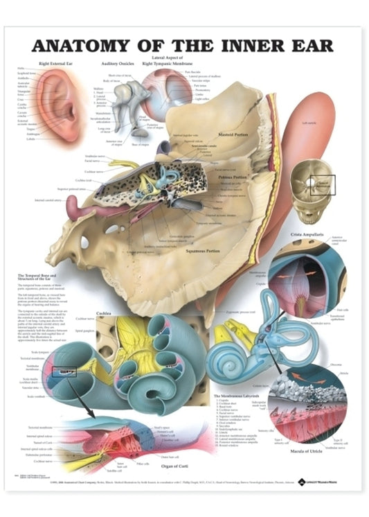 Anatomical poster about the anatomy of the inner ear