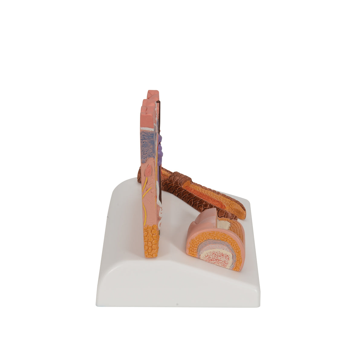 Skin model of 2 skin areas, a nail and a hair root assembled on a stand