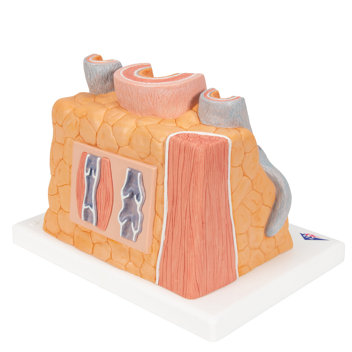 Detailed model of 1 artery and 2 veins which is greatly enlarged