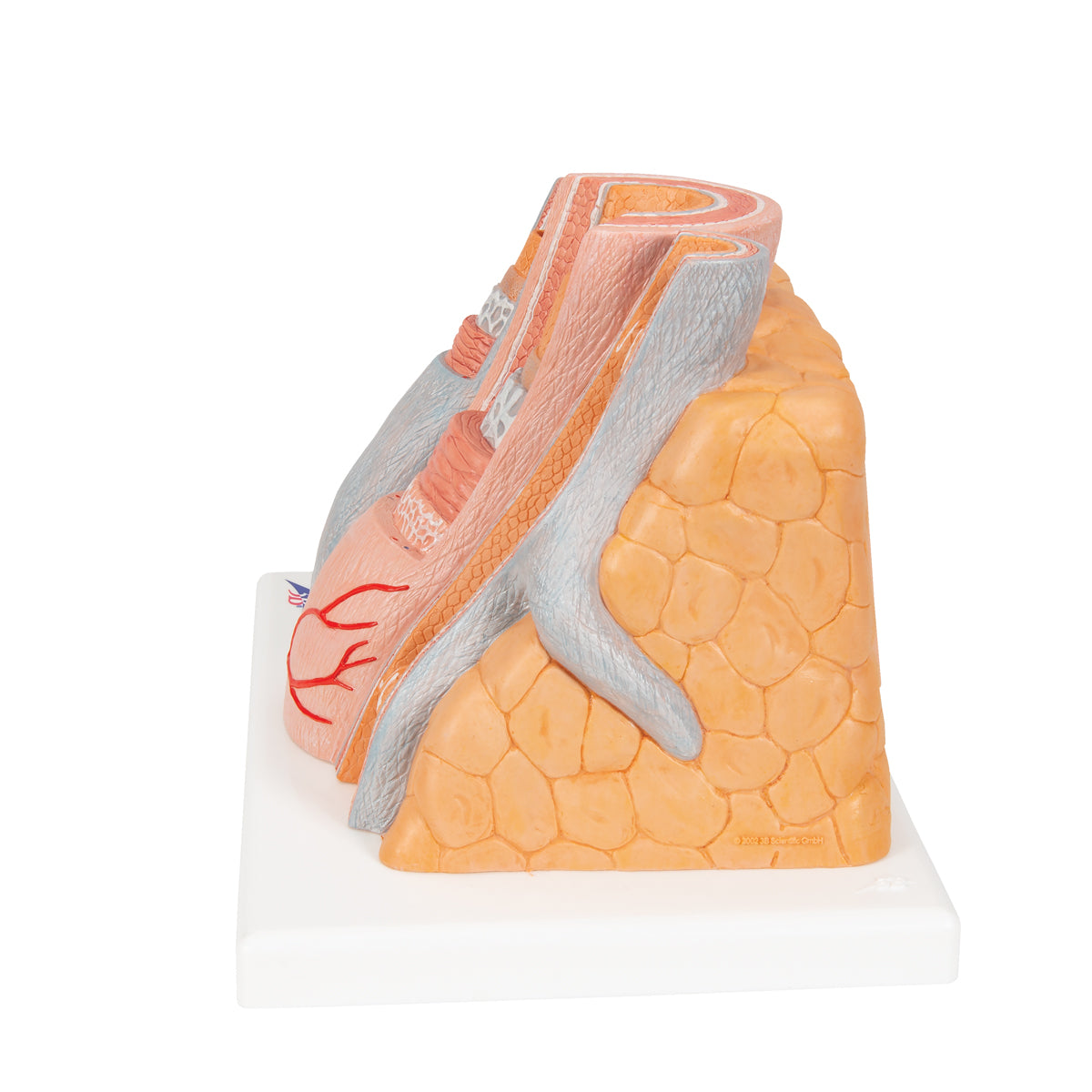 Detailed model of 1 artery and 2 veins which is greatly enlarged