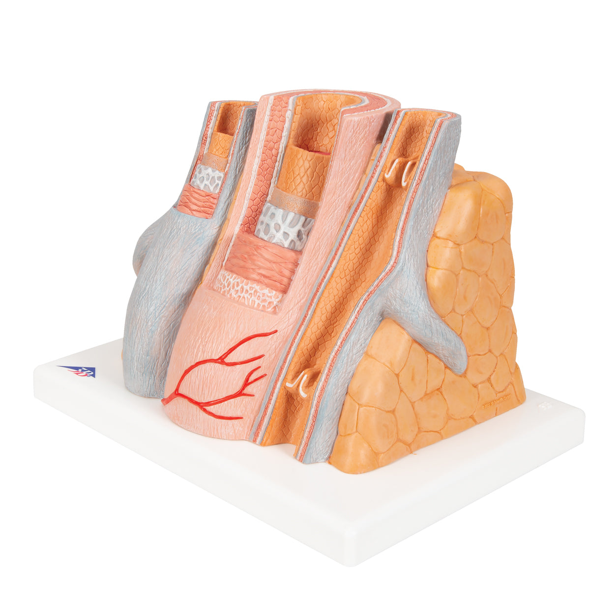 Detaljerad modell av 1 artär och 2 vener som är kraftigt förstorad