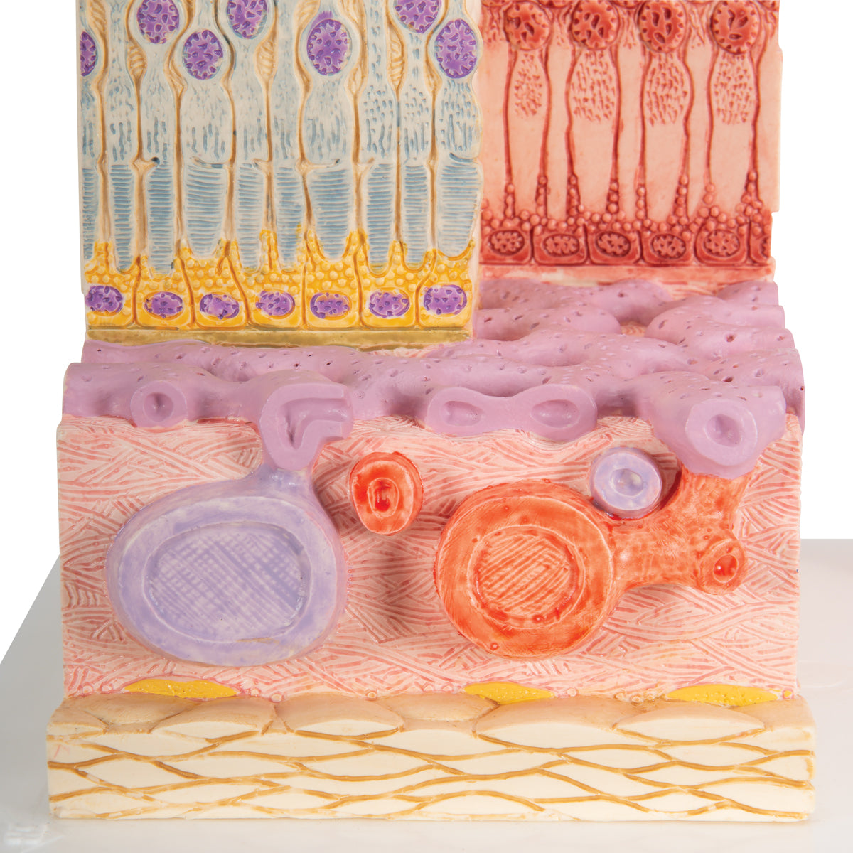 Detailed model of the cells in the eye's retina, choroid and sclera in a microscopic perspective
