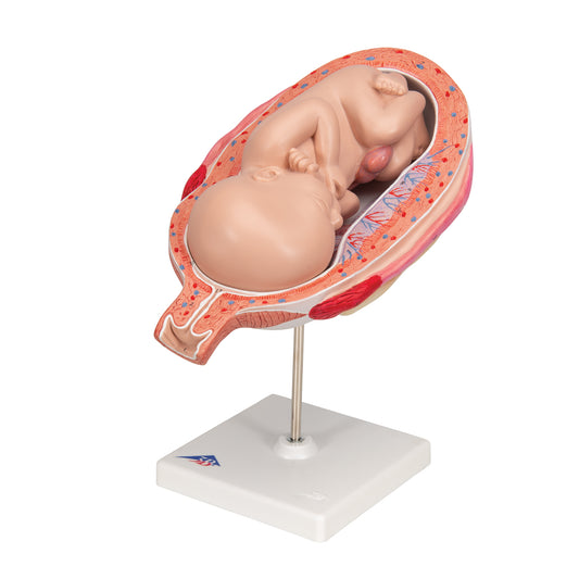 Detaljeret model af et foster i livmoderen svarende til 7. graviditets-måned