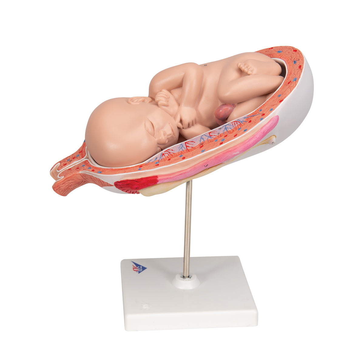 Detailed model of a fetus in the womb corresponding to the 7th month of pregnancy