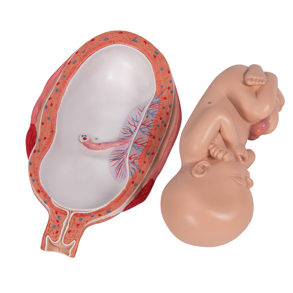 Detaljerad modell av ett foster i livmodern som motsvarar den 7:e graviditetsmånaden