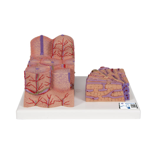 Detailed model of the liver tissue and blood vessels in a microscopic perspective
