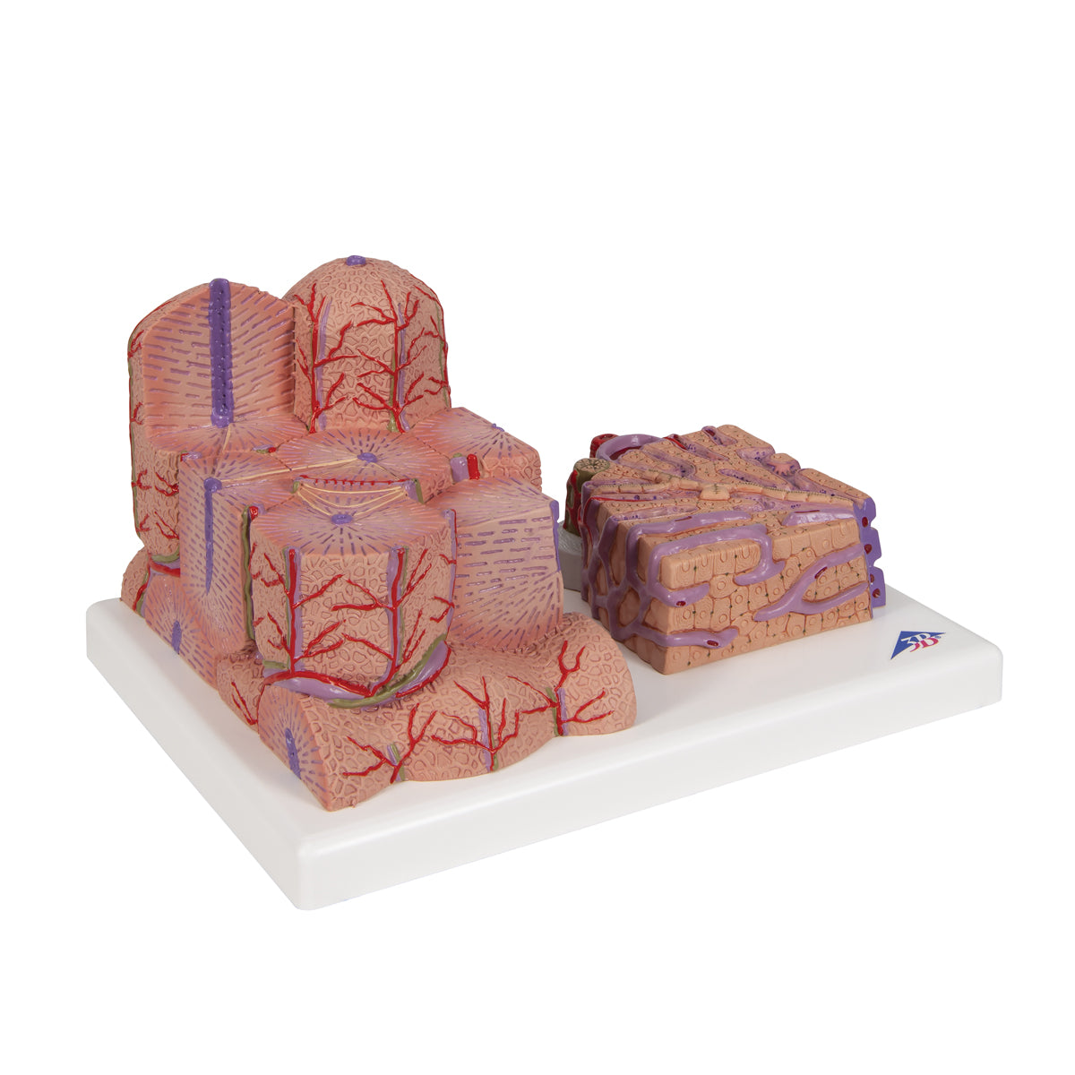 Detaljeret model af leverens væv og blodkar i et mikroskopisk perspektiv