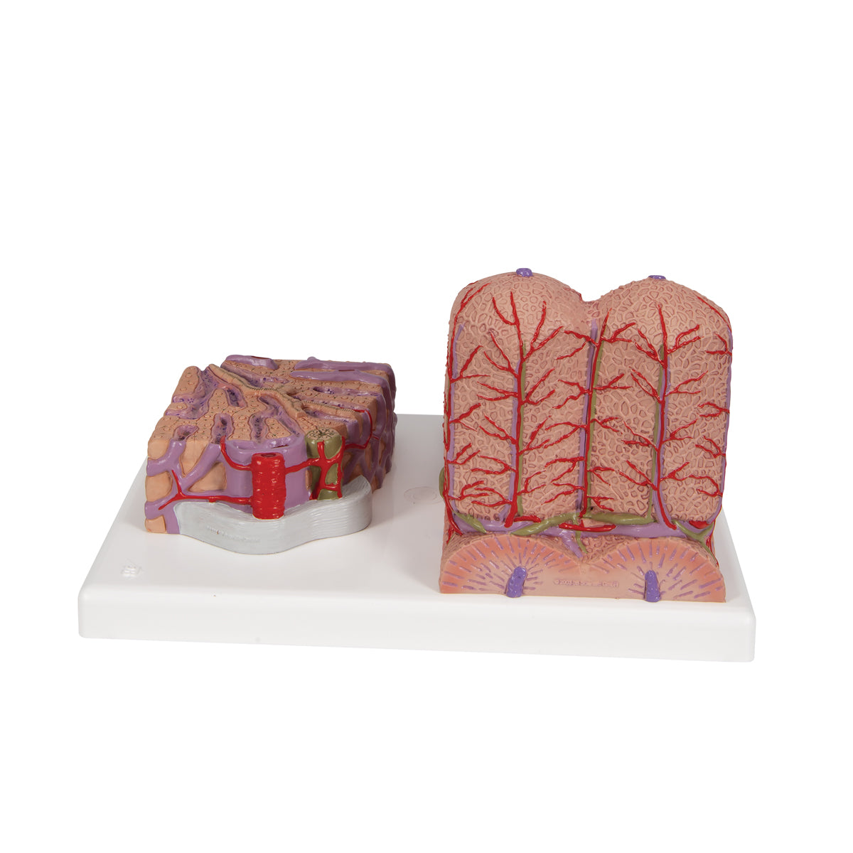 Detaljerad modell av levervävnaden och blodkärlen i ett mikroskopiskt perspektiv