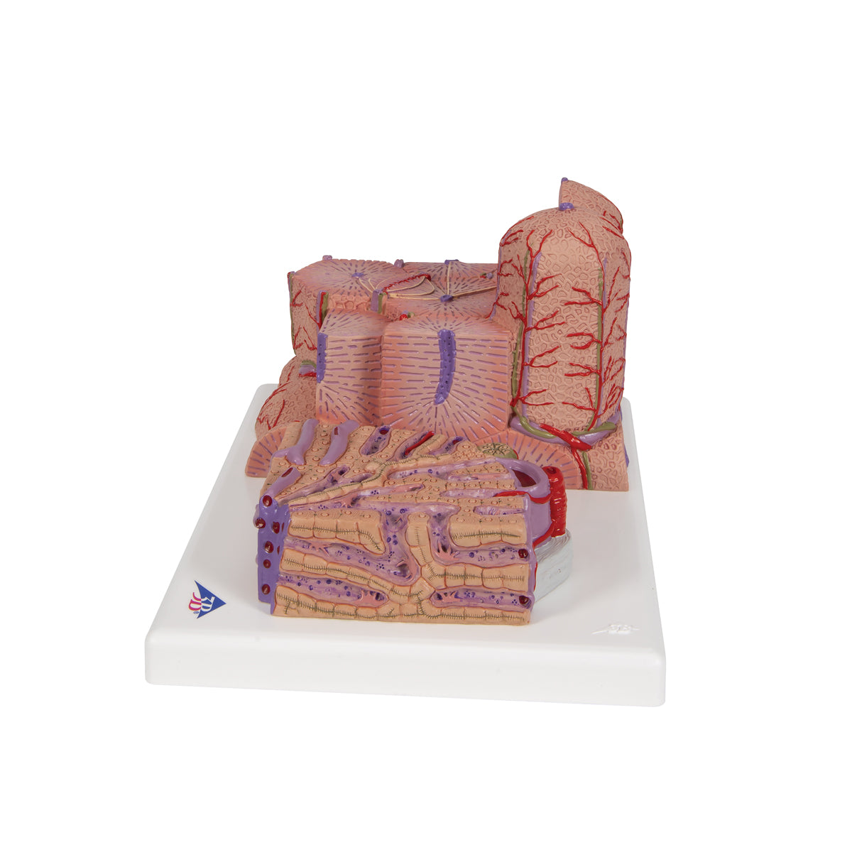 Detaljerad modell av levervävnaden och blodkärlen i ett mikroskopiskt perspektiv