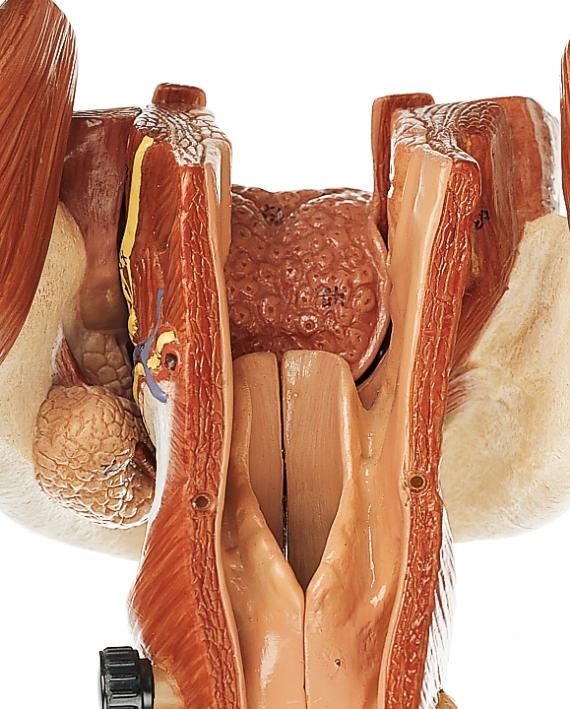 Detailed model of nose, throat and throat in strong magnification