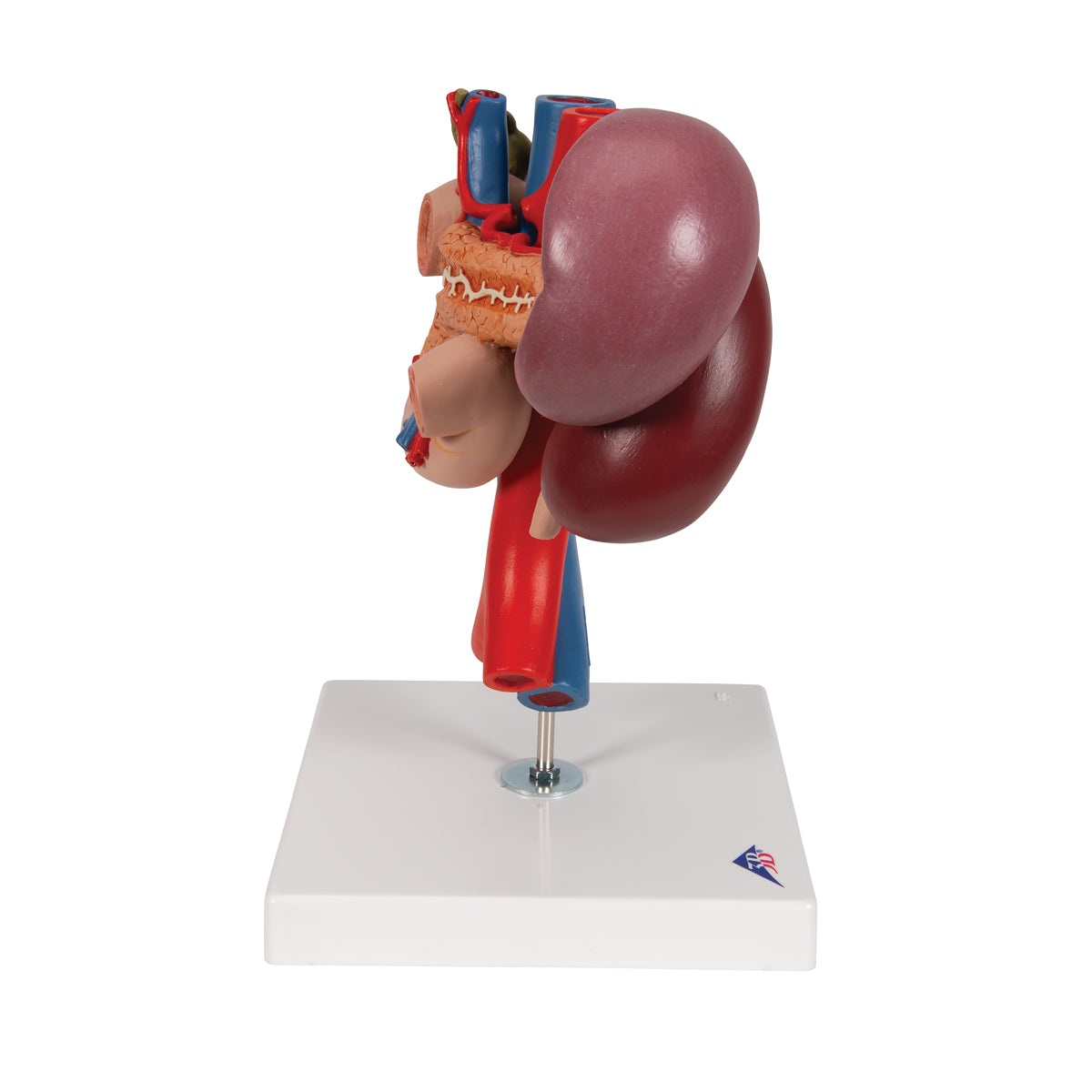 Detaljerad modell av tolvfingertarmen och förhållandet mellan bukspottkörteln och andra organ - kan separeras i 3 delar