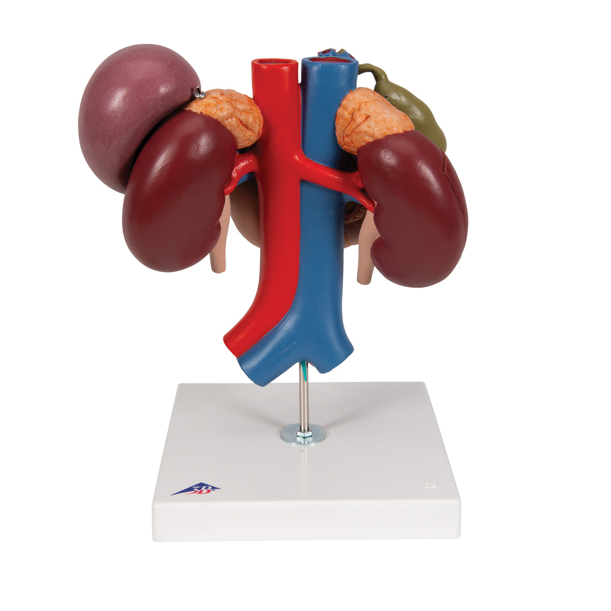 Detaljeret model af tolvfingertarmen og bugspytkirtlens relationer til andre organer - kan adskilles i 3 dele