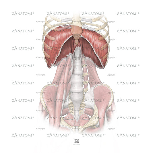 Digital illustration - Diaphragma I