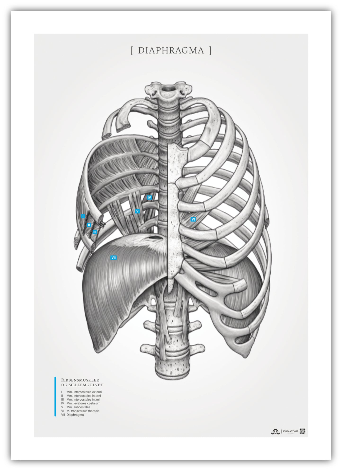 Anatomi plakat - åndedrætsmusklen diaphragma og ribbensmusklerne