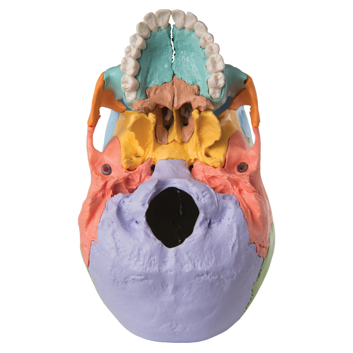 Skull model with educationally colored bones. Can be separated into 22 parts