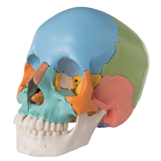 Skull model with educationally colored bones. Can be separated into 22 parts
