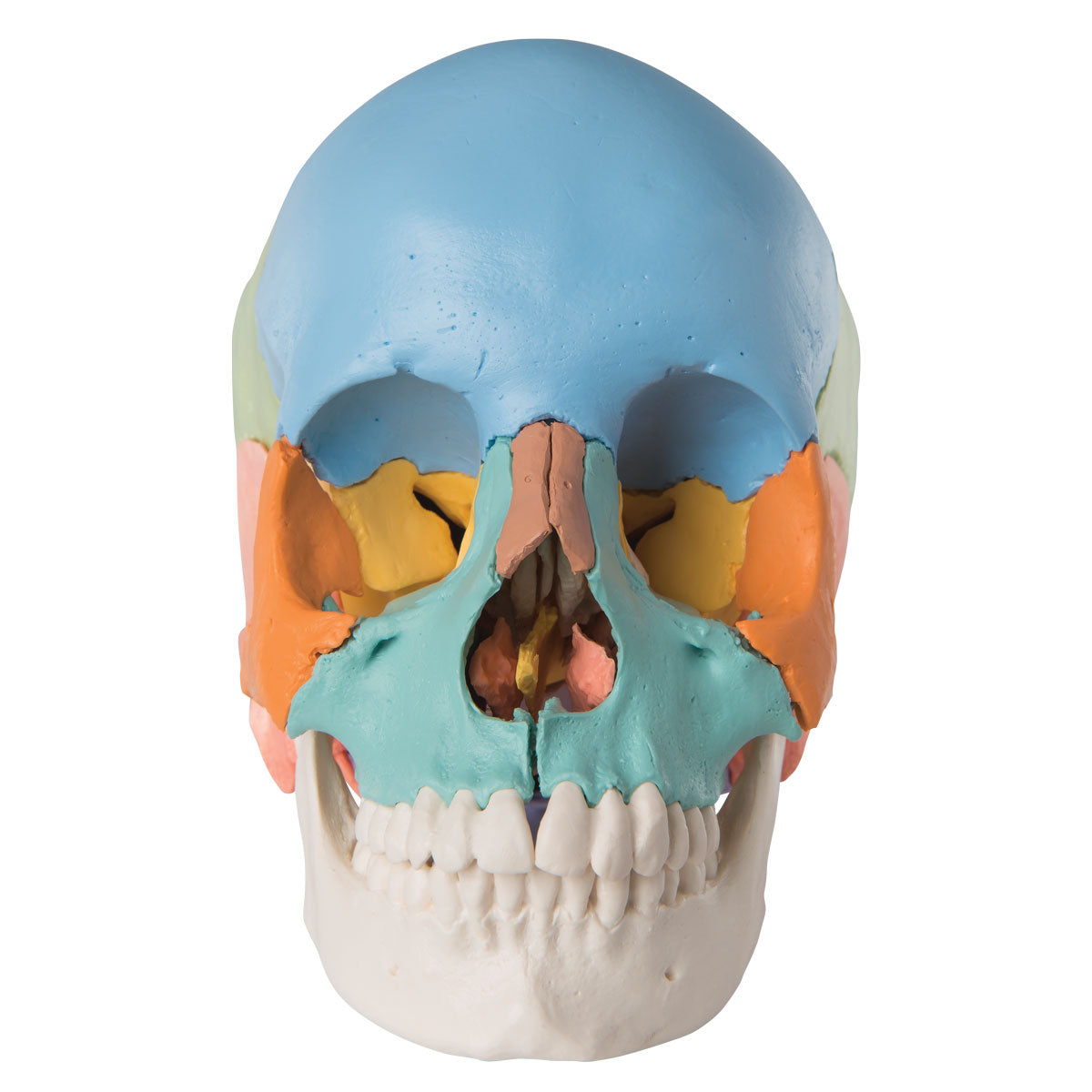 Kraniemodel med pædagogisk farvede knogler. Kan adskilles i 22 dele