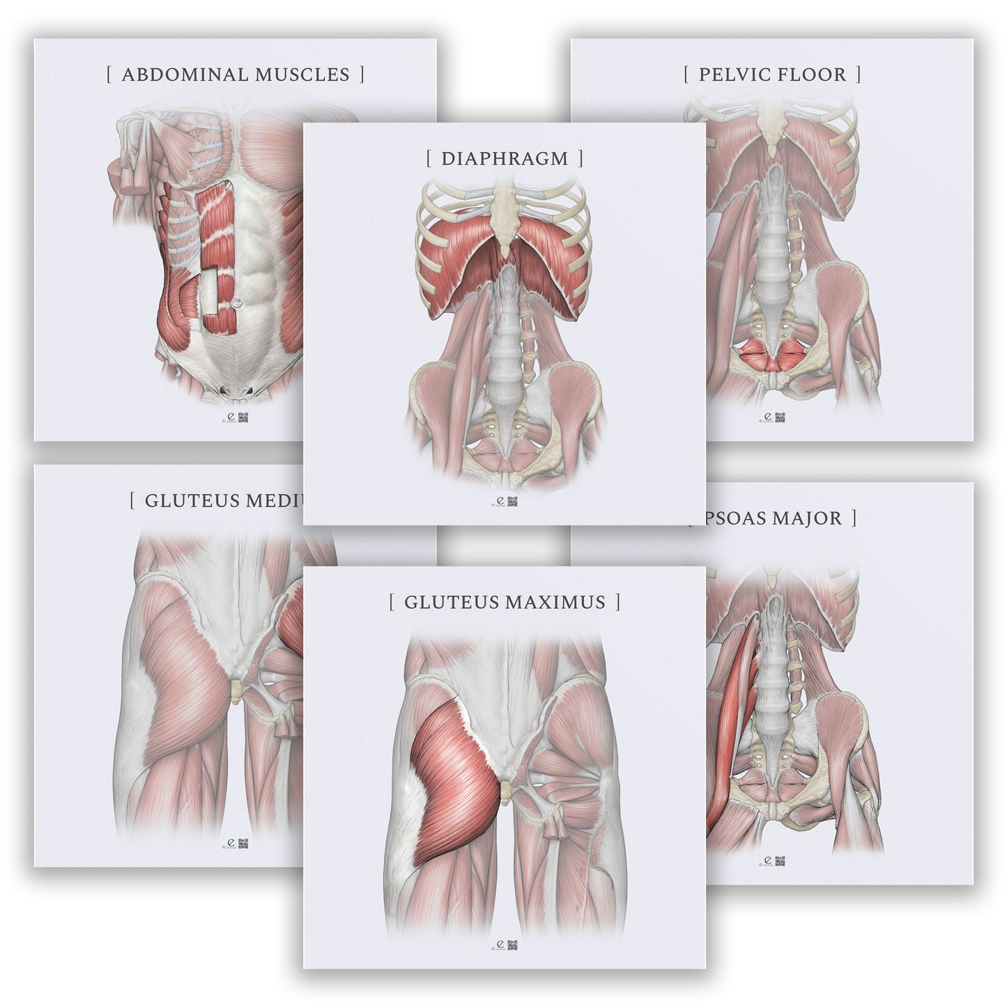 Digitale anatomiske illustrationer pakke 1