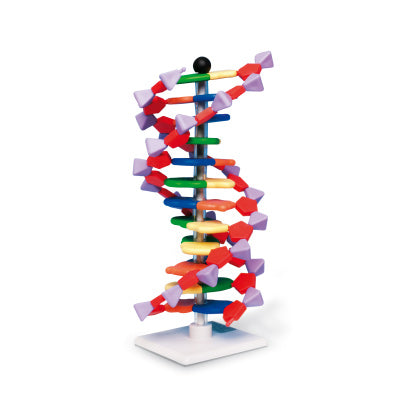 Forenklet og pædagogisk DNA samlesæt