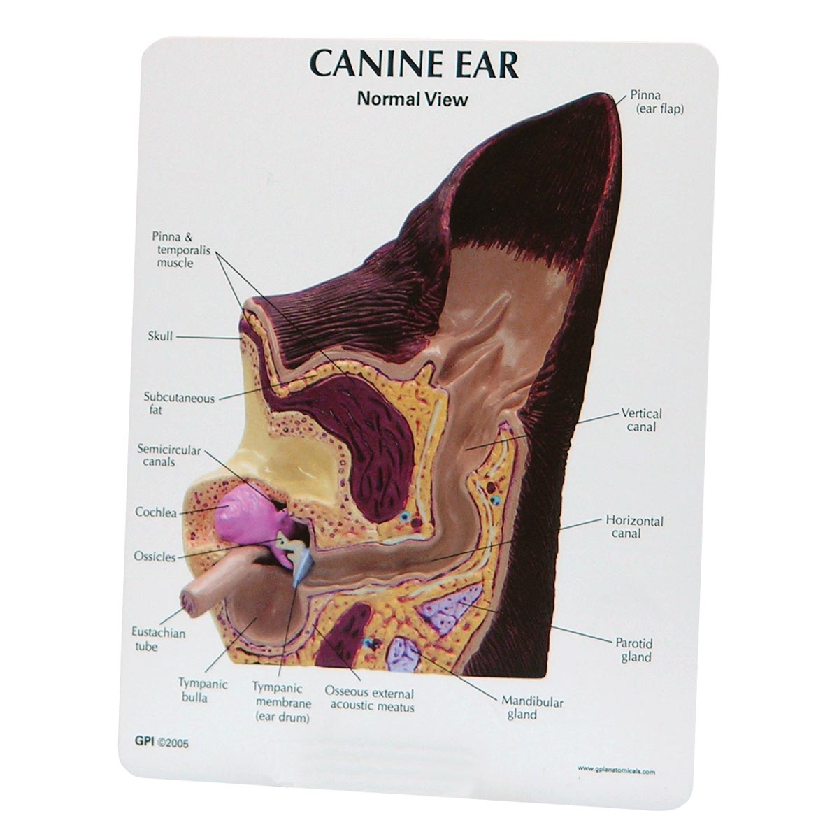 Double-sided dog ear in natural size which both shows the anatomy and various diseases