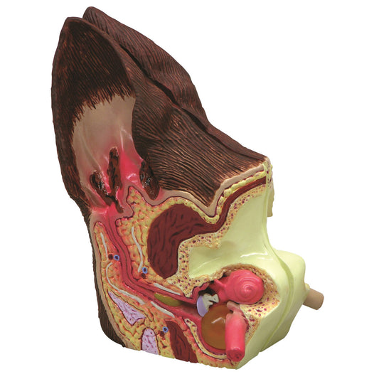 Double-sided dog ear in natural size which both shows the anatomy and various diseases
