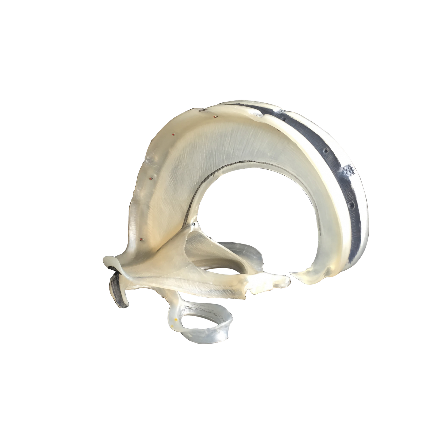 Modell av dural septa från dura mater bl.a. Hjärnskäran