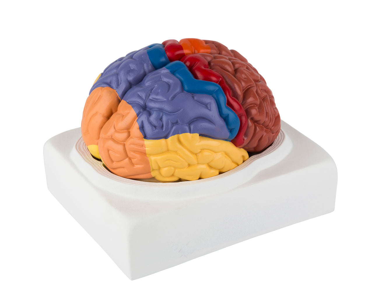 Enkel hjärnmodell med de viktigaste områdena i pedagogiska färger. Kan delas upp i 2 delar