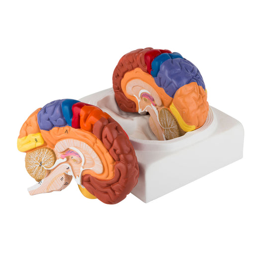 Enkel hjernemodel med de vigtigste områder i pædagogiske farver. Kan adskilles i 2 dele