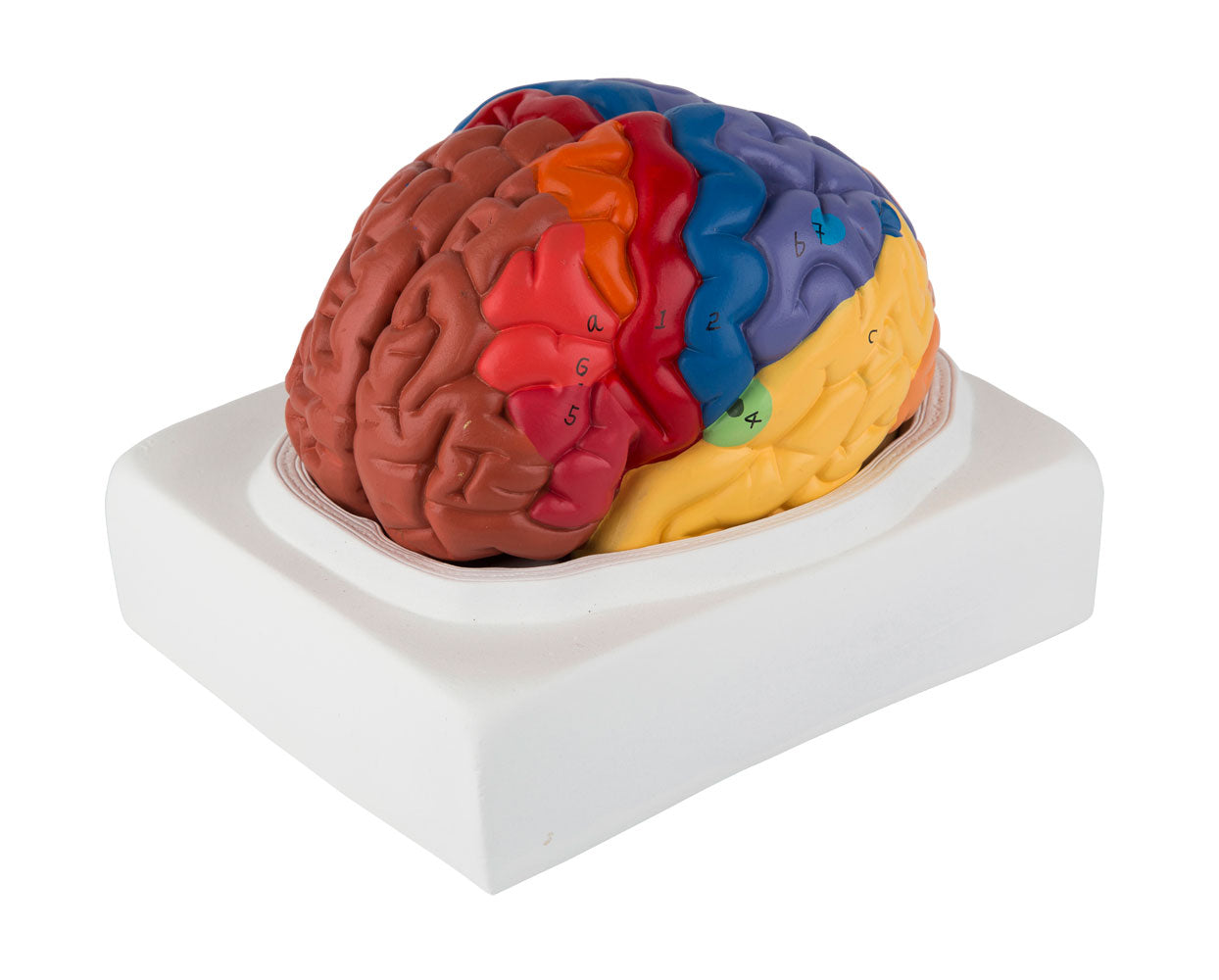 Enkel hjärnmodell med de viktigaste områdena i pedagogiska färger. Kan delas upp i 2 delar