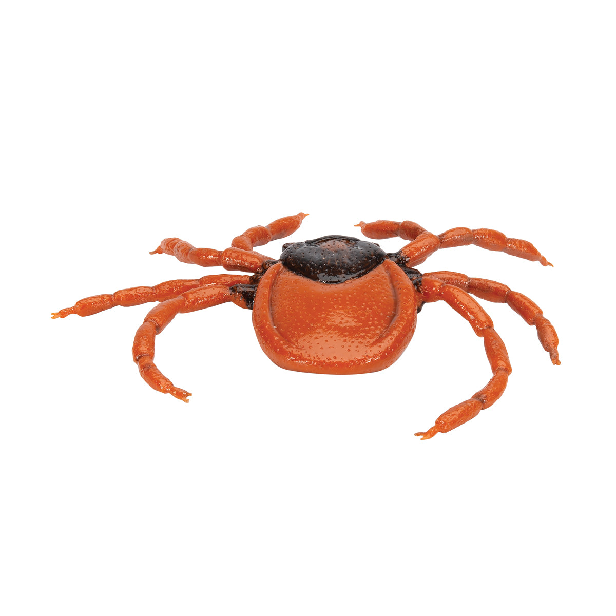 Model of a tick (Ixodes ricinus) which has been enlarged
