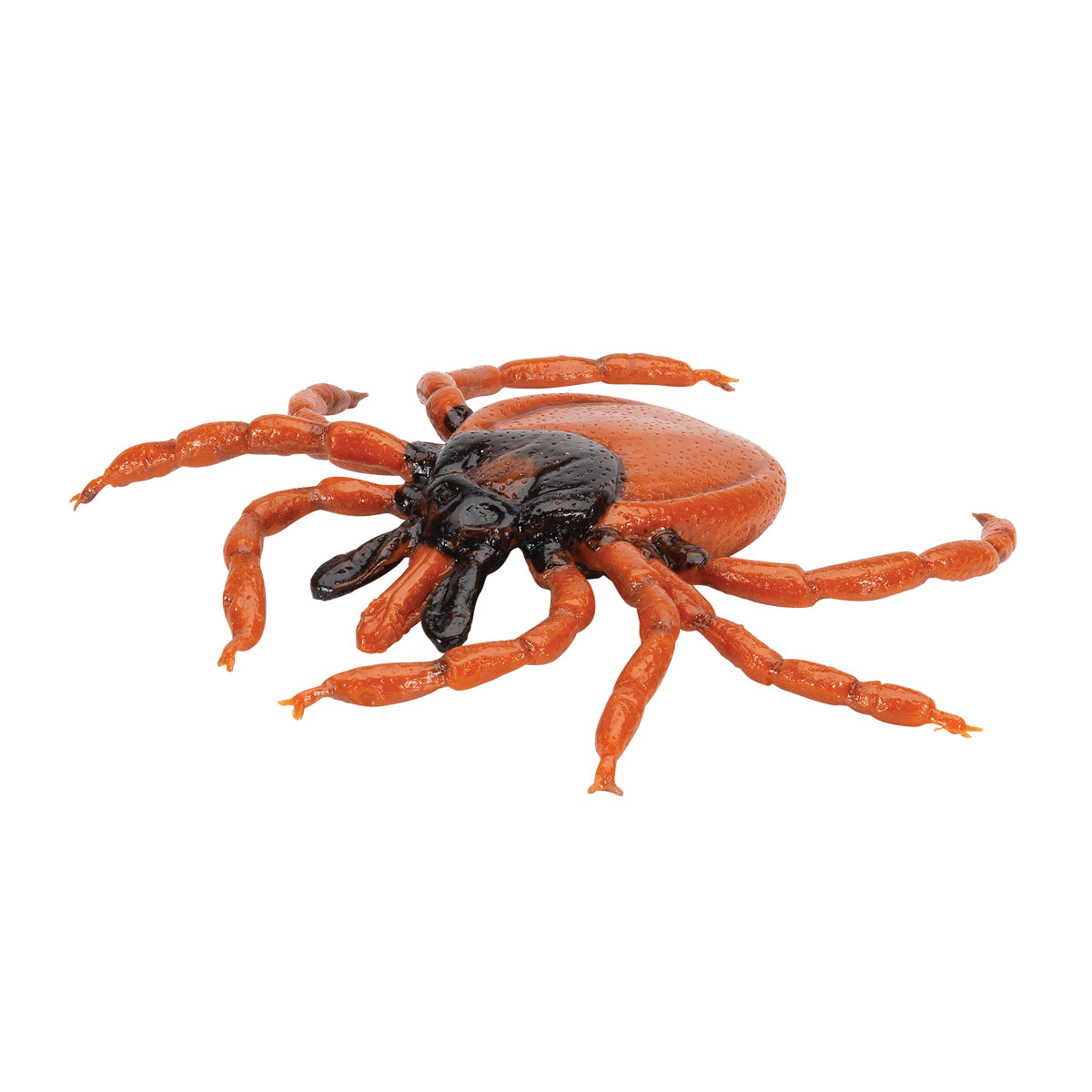 Model of a tick (Ixodes ricinus) which has been enlarged