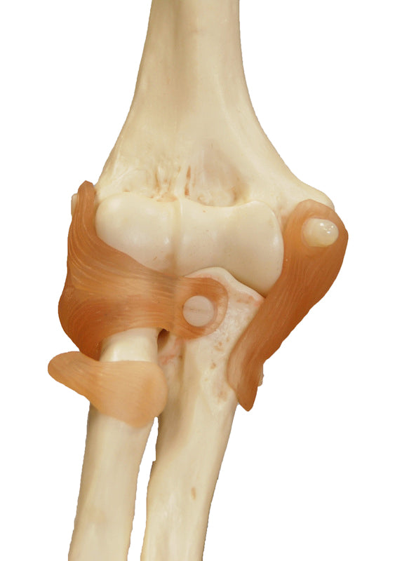 Flexibel armbågsmodell med ligament och extremt realistiska ben